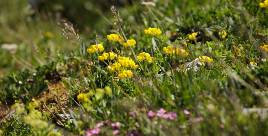 Alpstubli Sommer Region Bergblumenpfad Hero